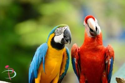 modrý a červený papoušek Ara